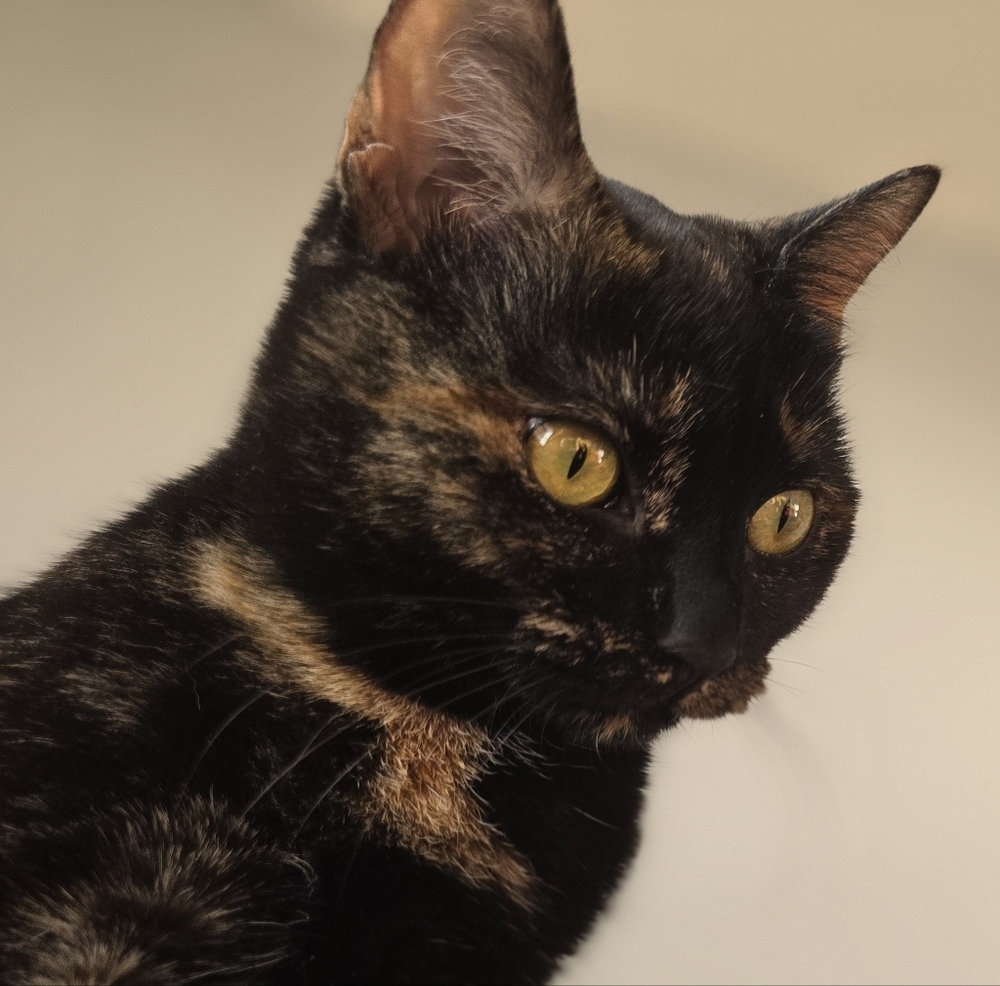 Meet your Posher, Melanie